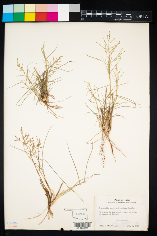Eragrostis curtipedicellata image