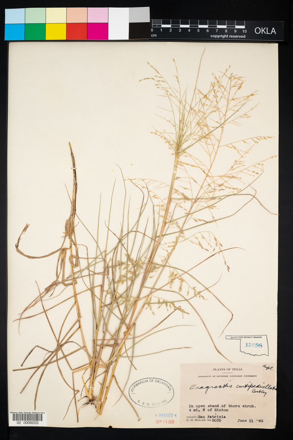 Eragrostis curtipedicellata image