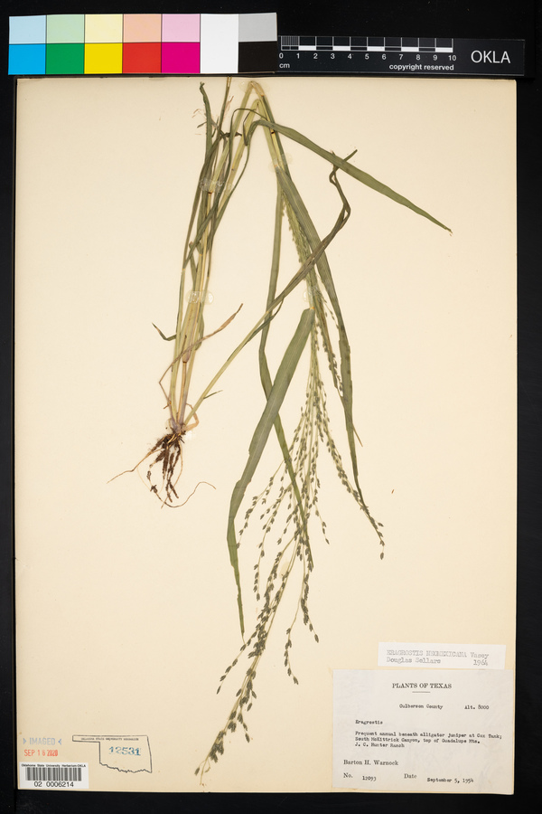 Eragrostis mexicana ssp. mexicana image