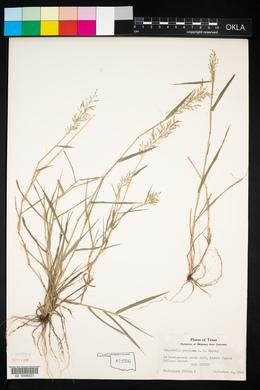 Eragrostis pilosa image