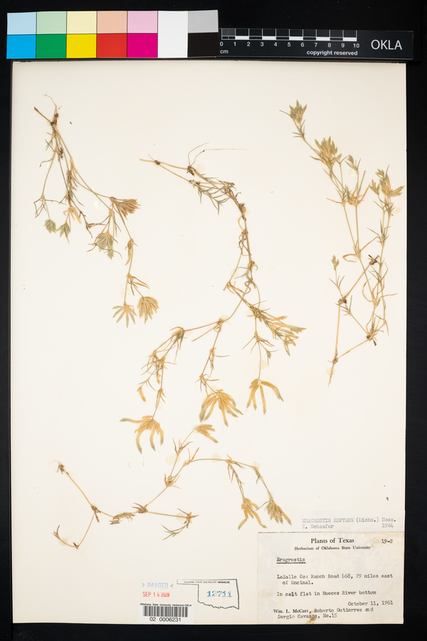 Neeragrostis image