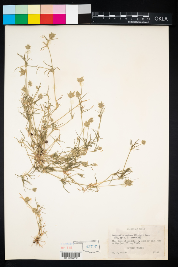 Neeragrostis reptans image