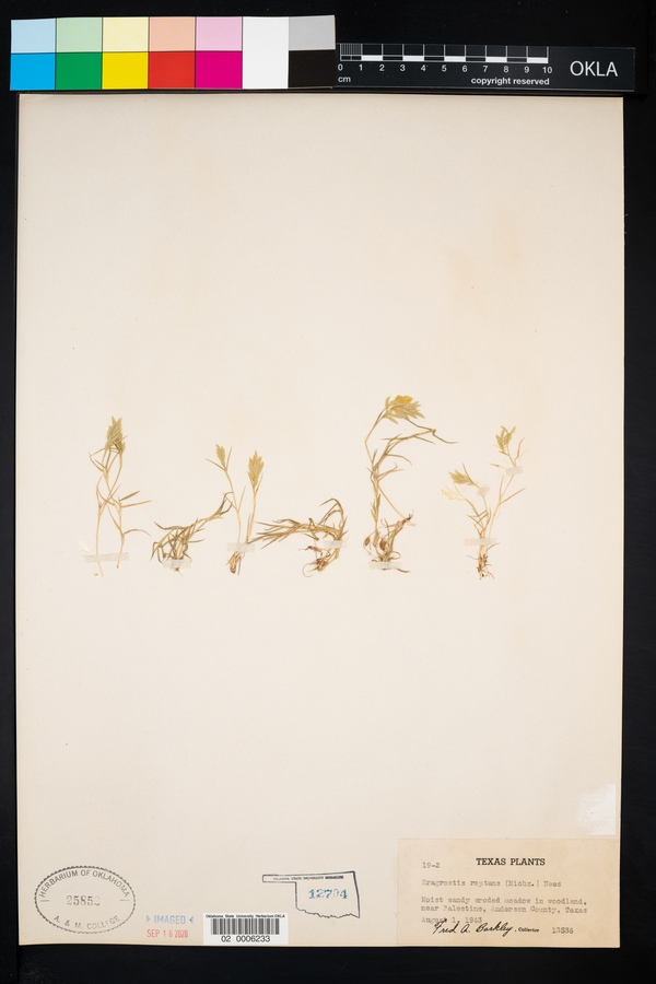 Neeragrostis image