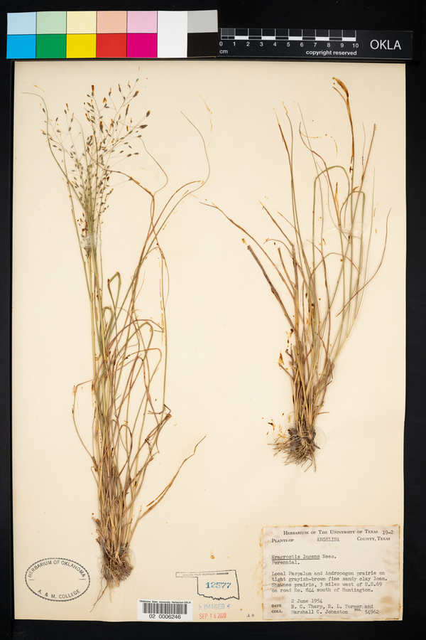 Eragrostis lugens image