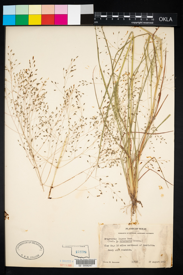 Eragrostis lugens image