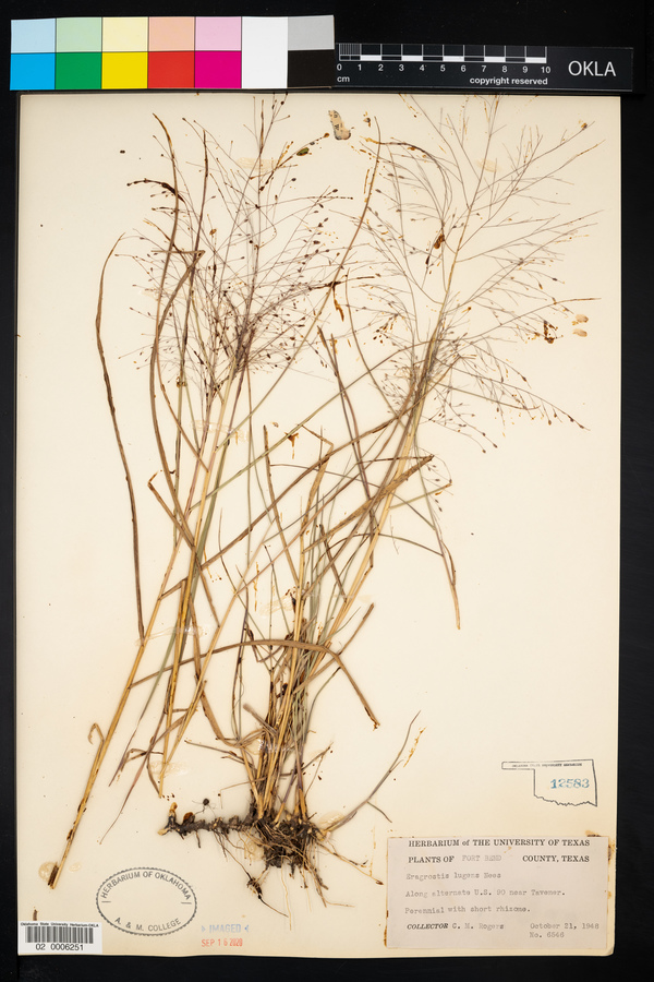 Eragrostis lugens image