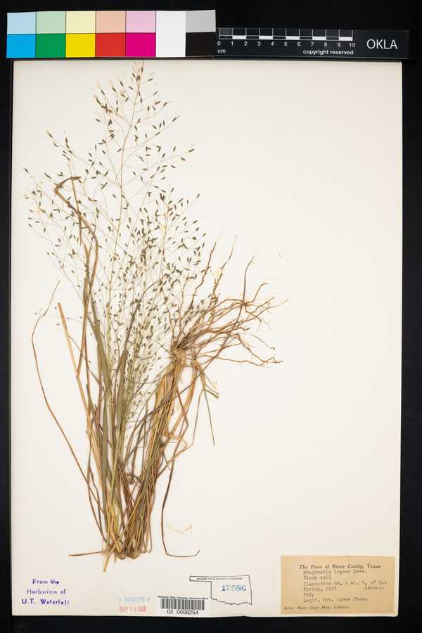 Eragrostis lugens image