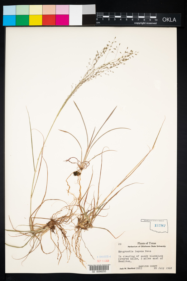 Eragrostis lugens image