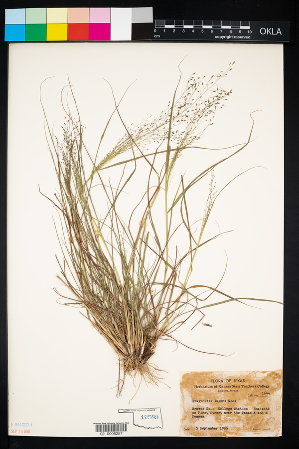 Eragrostis lugens image