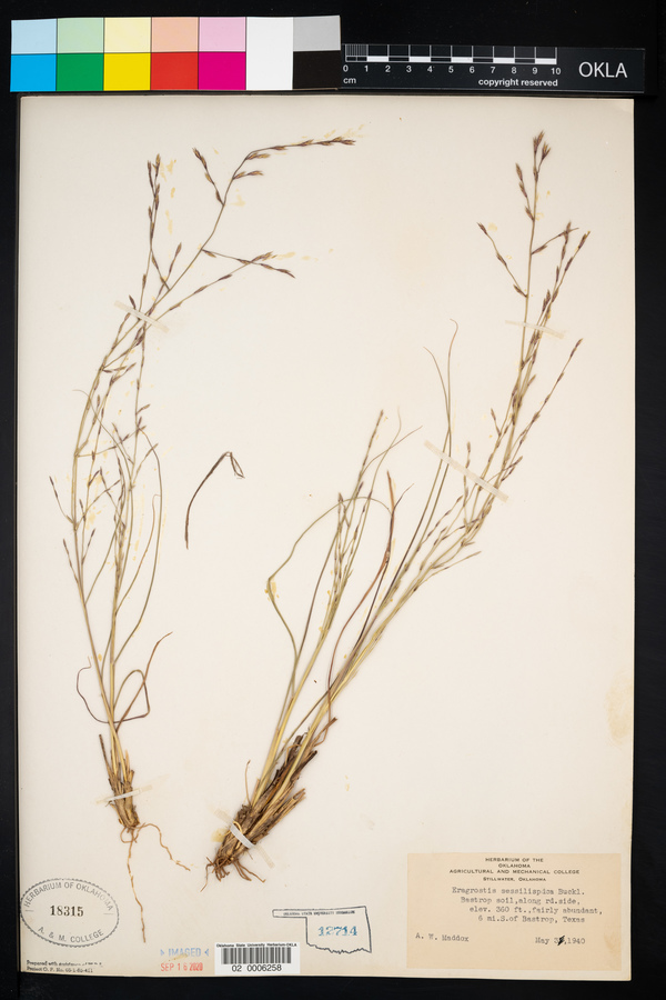 Eragrostis sessilispica image