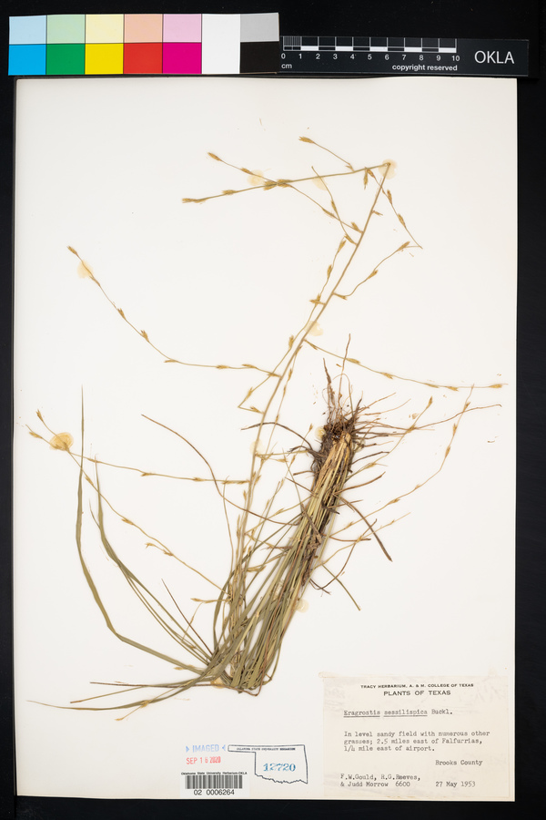 Eragrostis sessilispica image