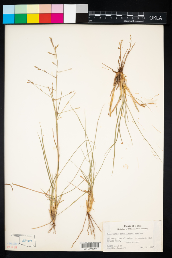 Eragrostis sessilispica image