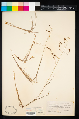 Image of Eragrostis silveana