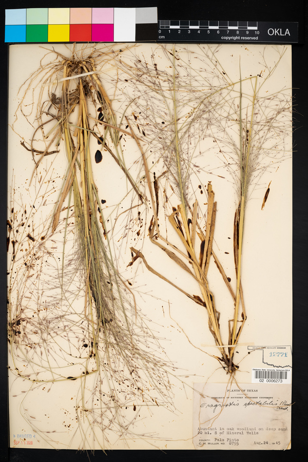 Eragrostis spectabilis image