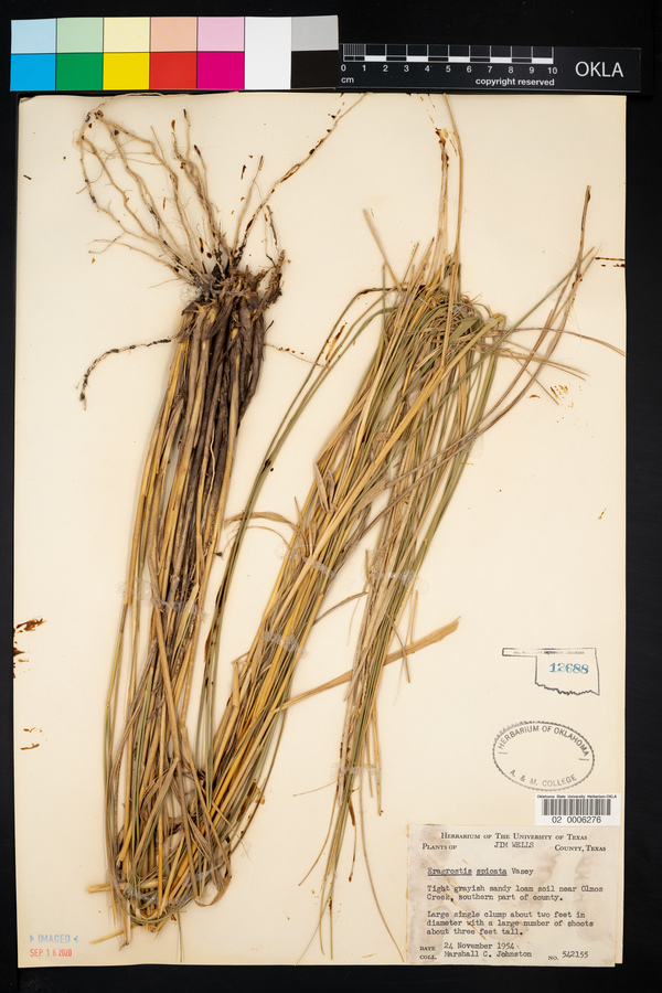 Eragrostis spicata image