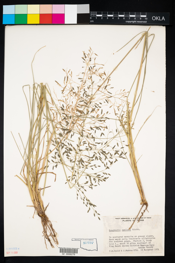 Eragrostis swalleni image
