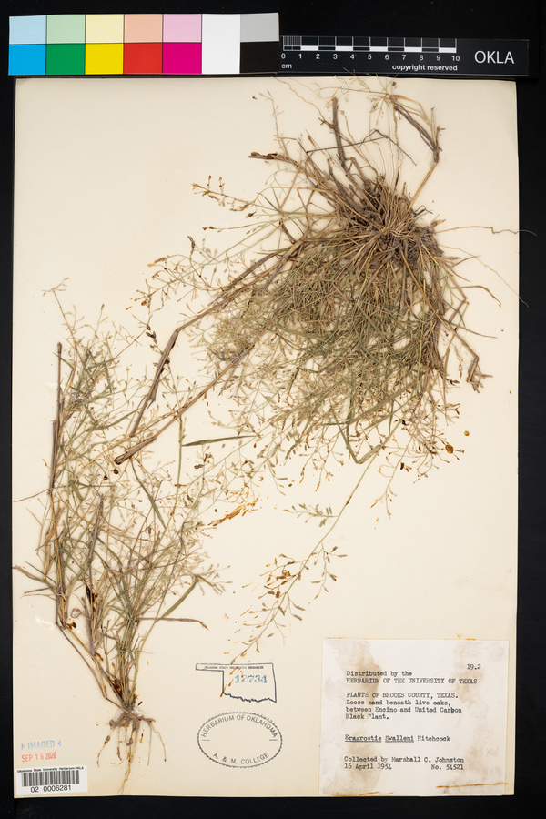 Eragrostis swalleni image