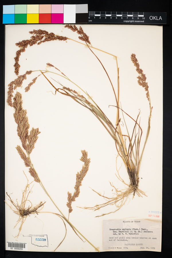 Eragrostis beyrichii image