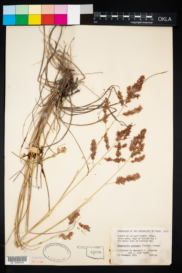 Eragrostis secundiflora ssp. oxylepis image