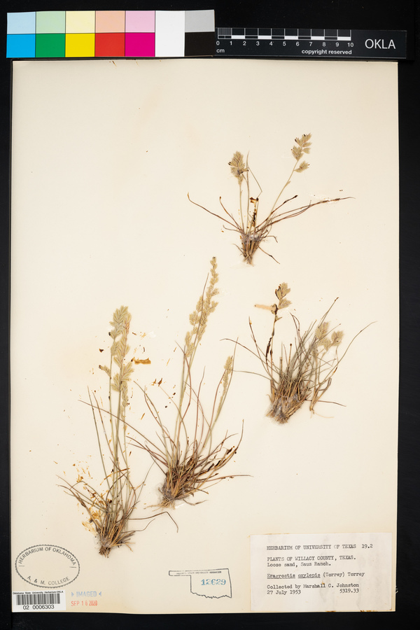 Eragrostis secundiflora ssp. oxylepis image