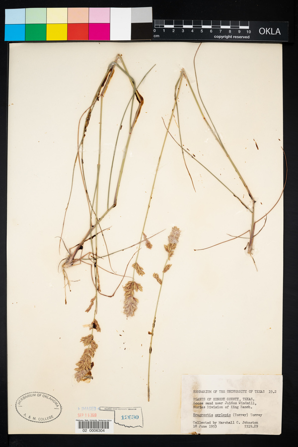Eragrostis secundiflora ssp. oxylepis image