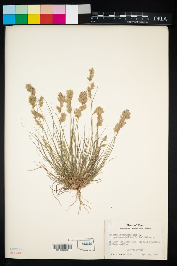 Eragrostis beyrichii image