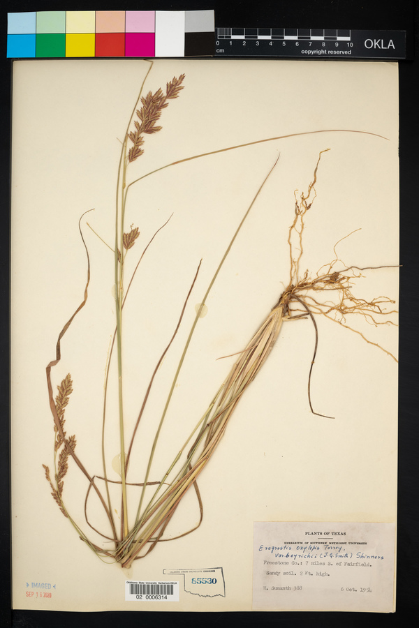 Eragrostis beyrichii image
