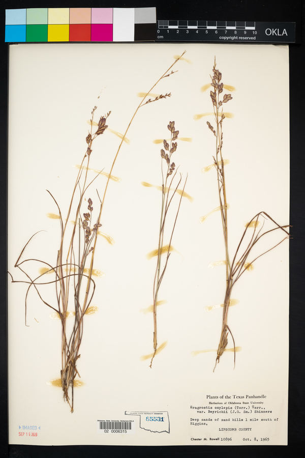 Eragrostis beyrichii image