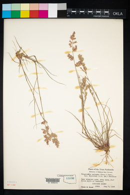 Eragrostis beyrichii image