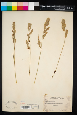 Eragrostis beyrichii image