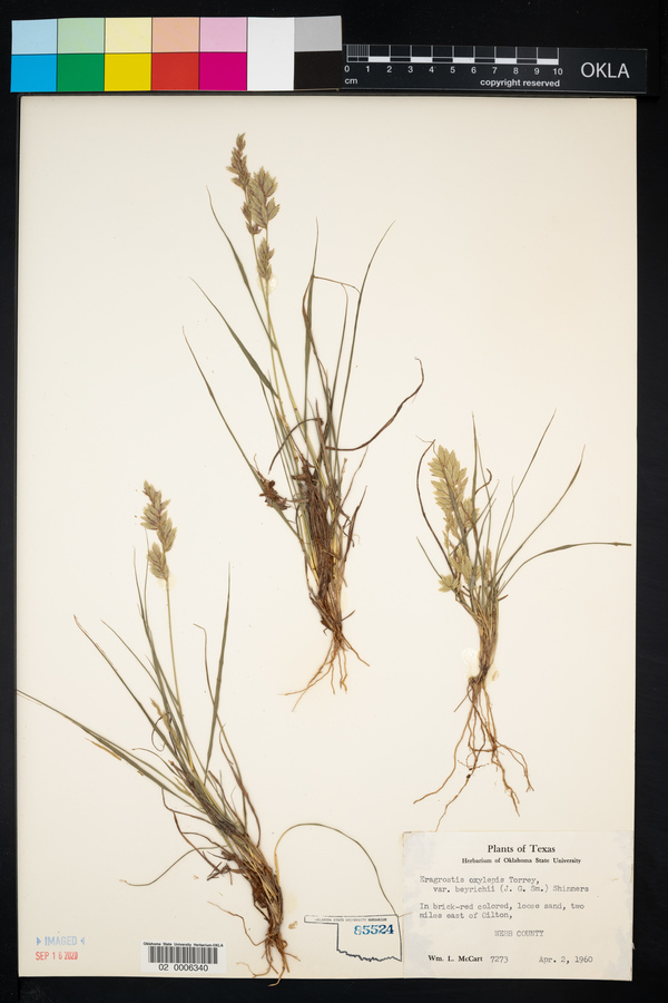 Eragrostis beyrichii image