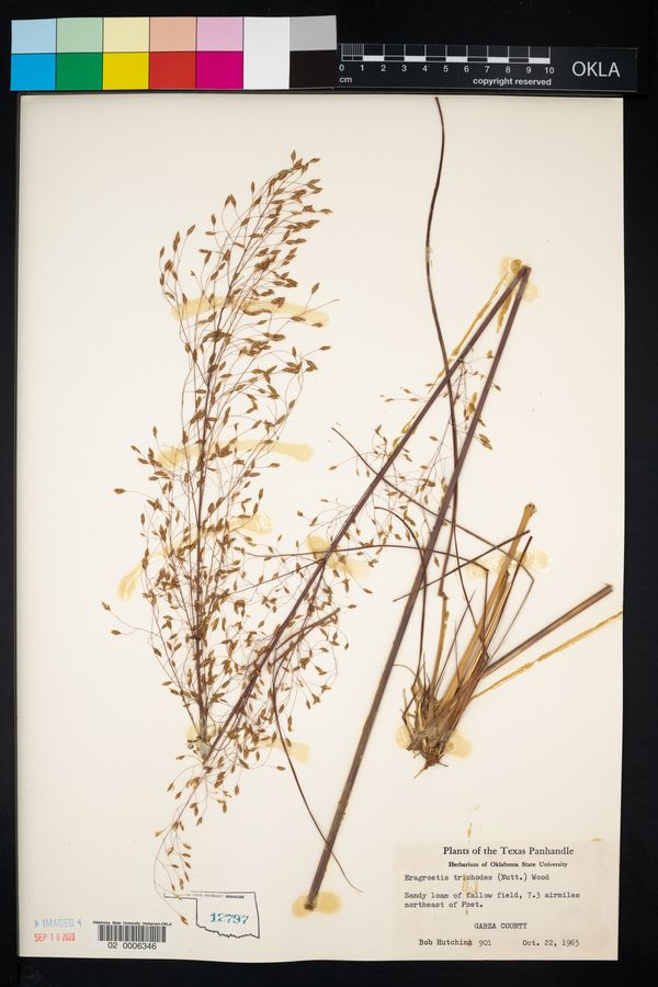 Eragrostis trichodes image