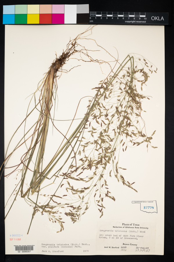 Eragrostis trichodes image