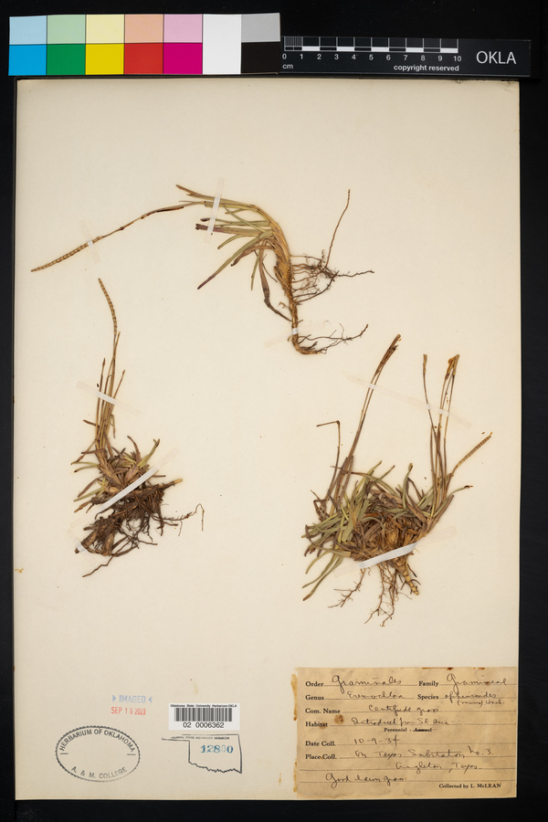 Eremochloa ophiuroides image