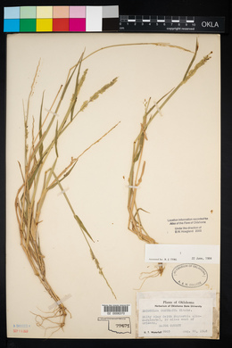 Eriochloa contracta image