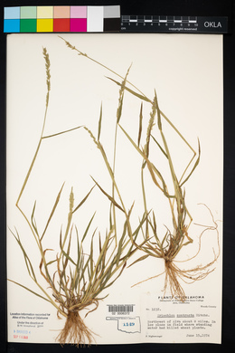 Eriochloa contracta image