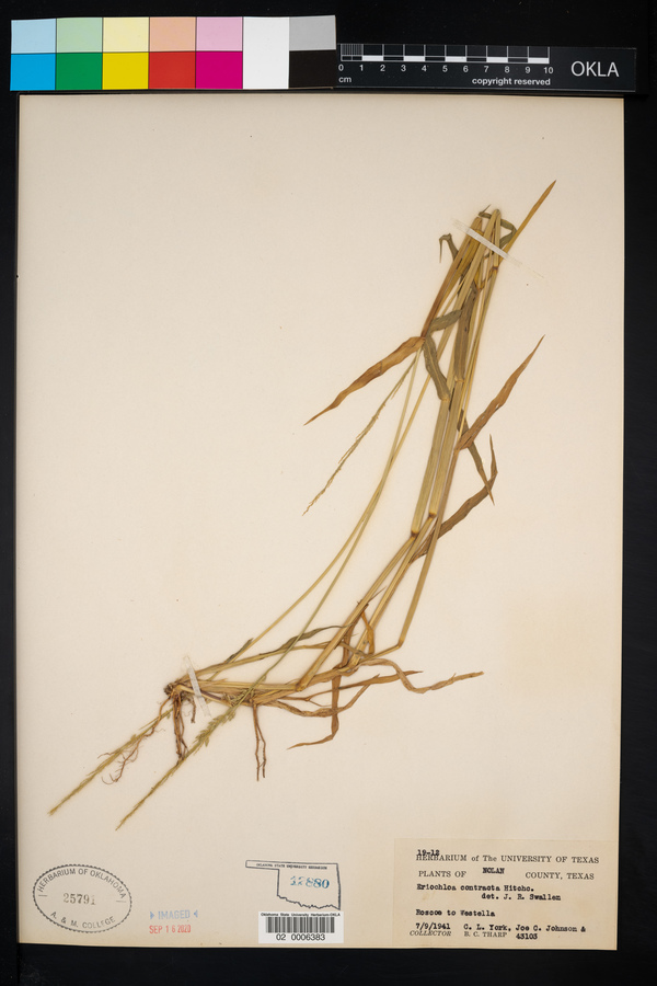 Eriochloa contracta image