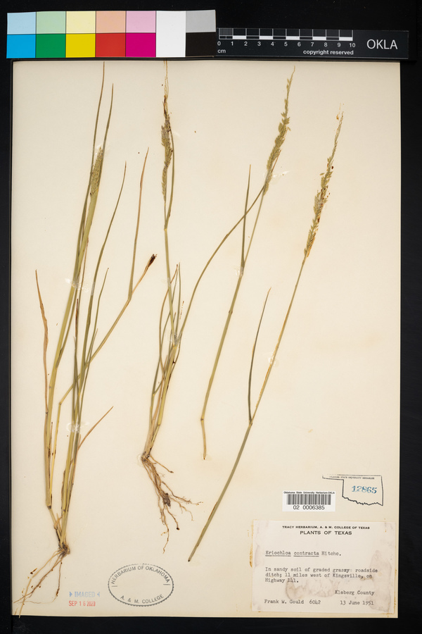 Eriochloa contracta image