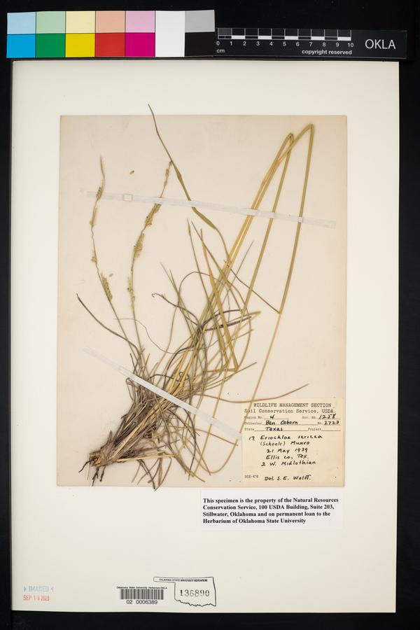 Eriochloa sericea image