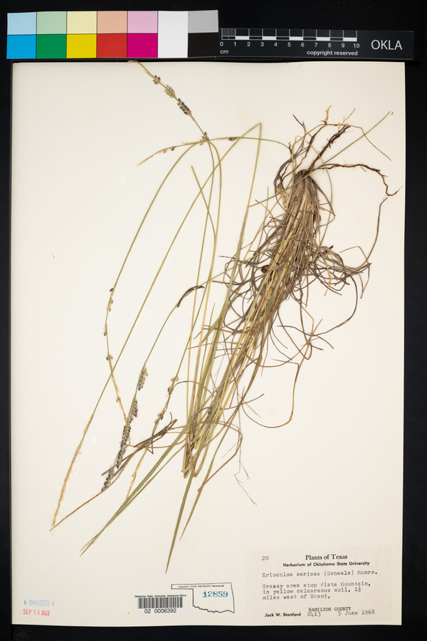 Eriochloa sericea image