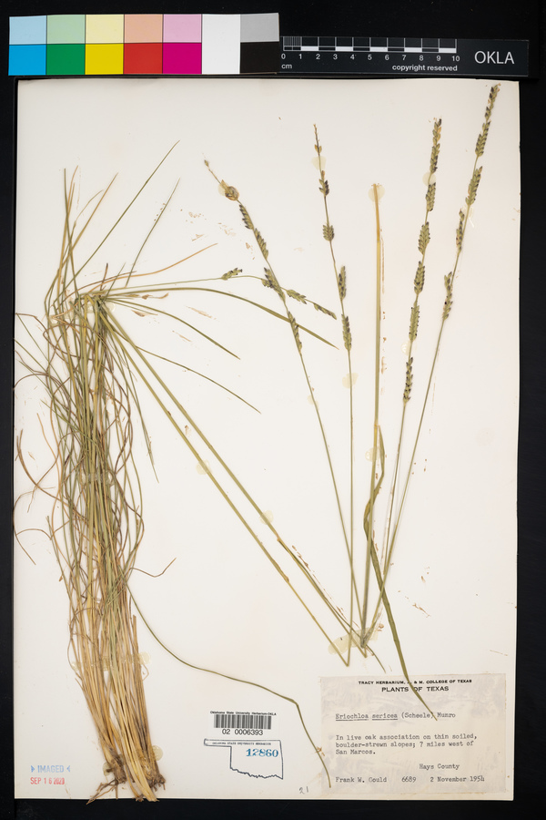 Eriochloa sericea image