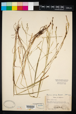 Festuca obtusa image