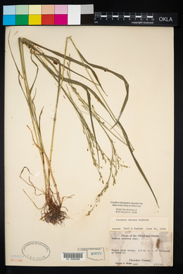 Festuca obtusa image