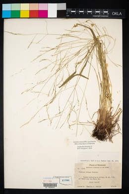 Festuca obtusa image