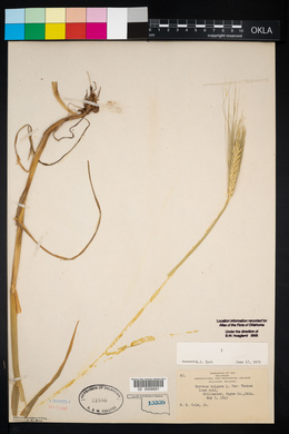 Hordeum vulgare image