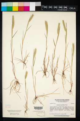 Hordeum pusillum image