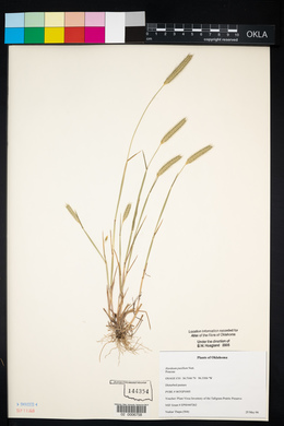 Hordeum pusillum image