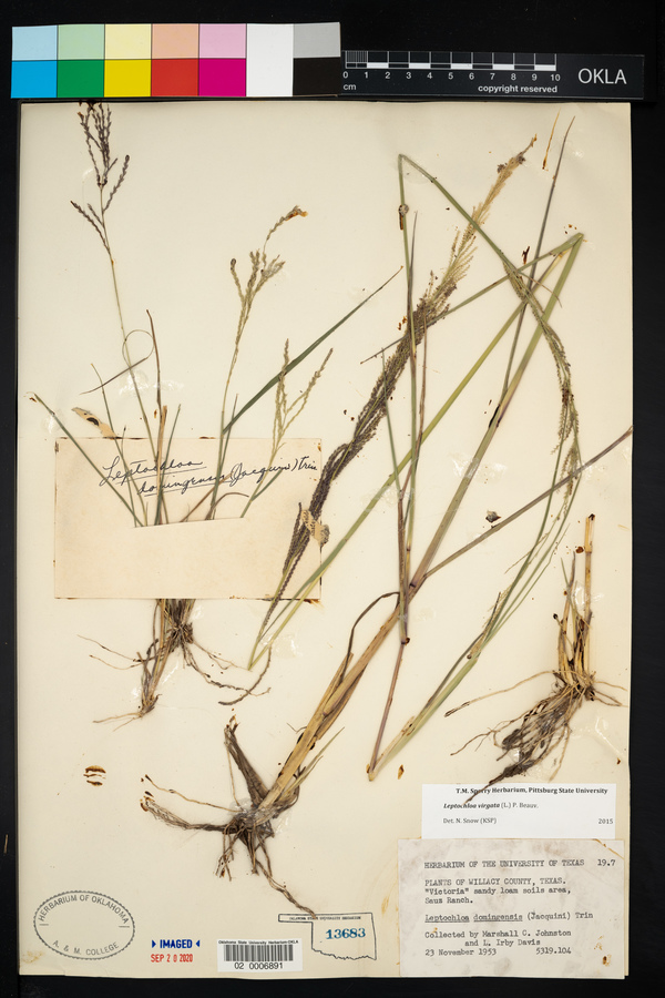 Leptochloa virgata image