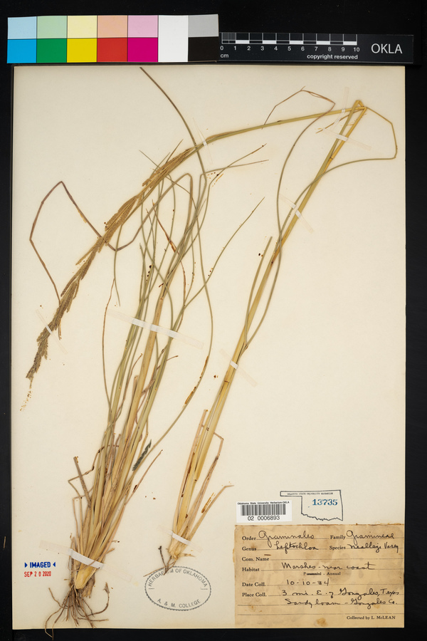 Leptochloa nealleyi image