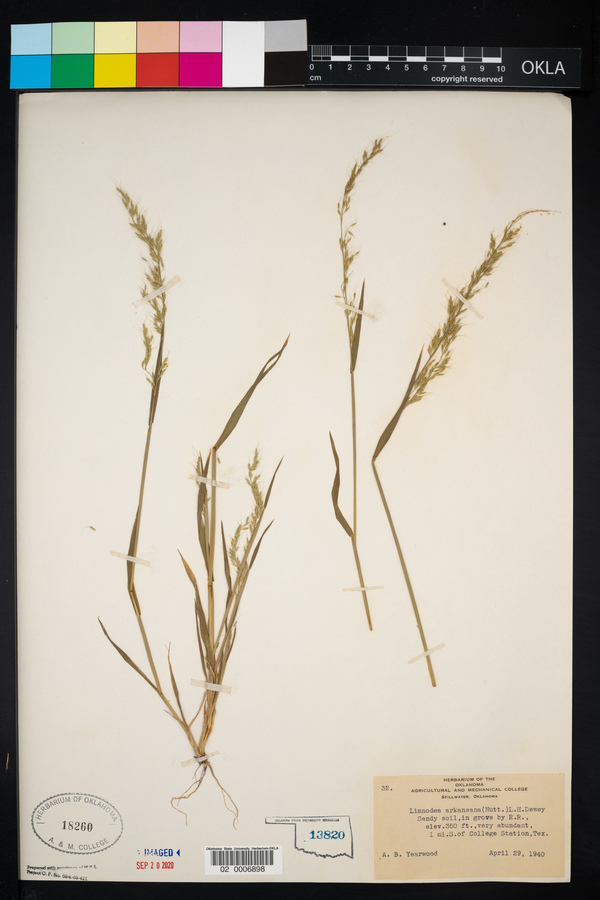 Limnodea arkansana image